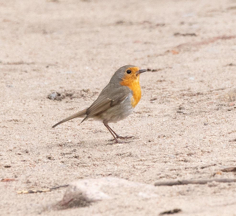 European Robin - Sergey Krasnoperov