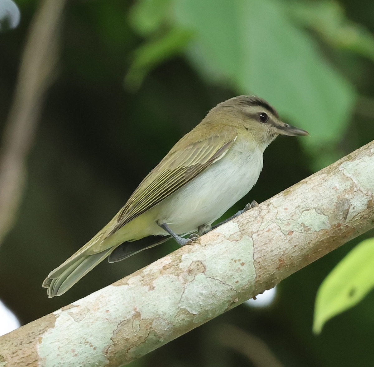 Black-whiskered Vireo - Maciej  Kotlarski