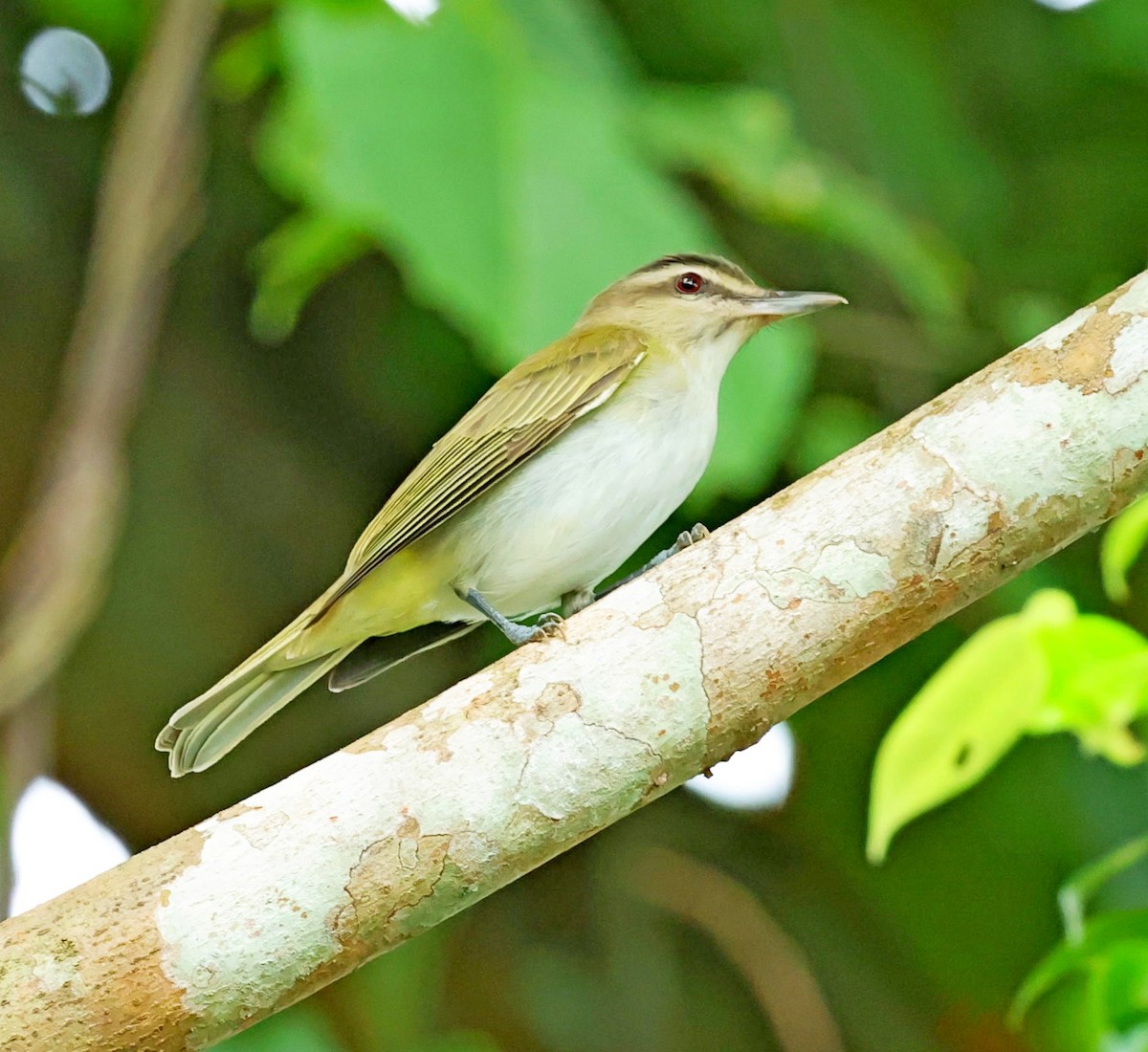 Black-whiskered Vireo - Maciej  Kotlarski