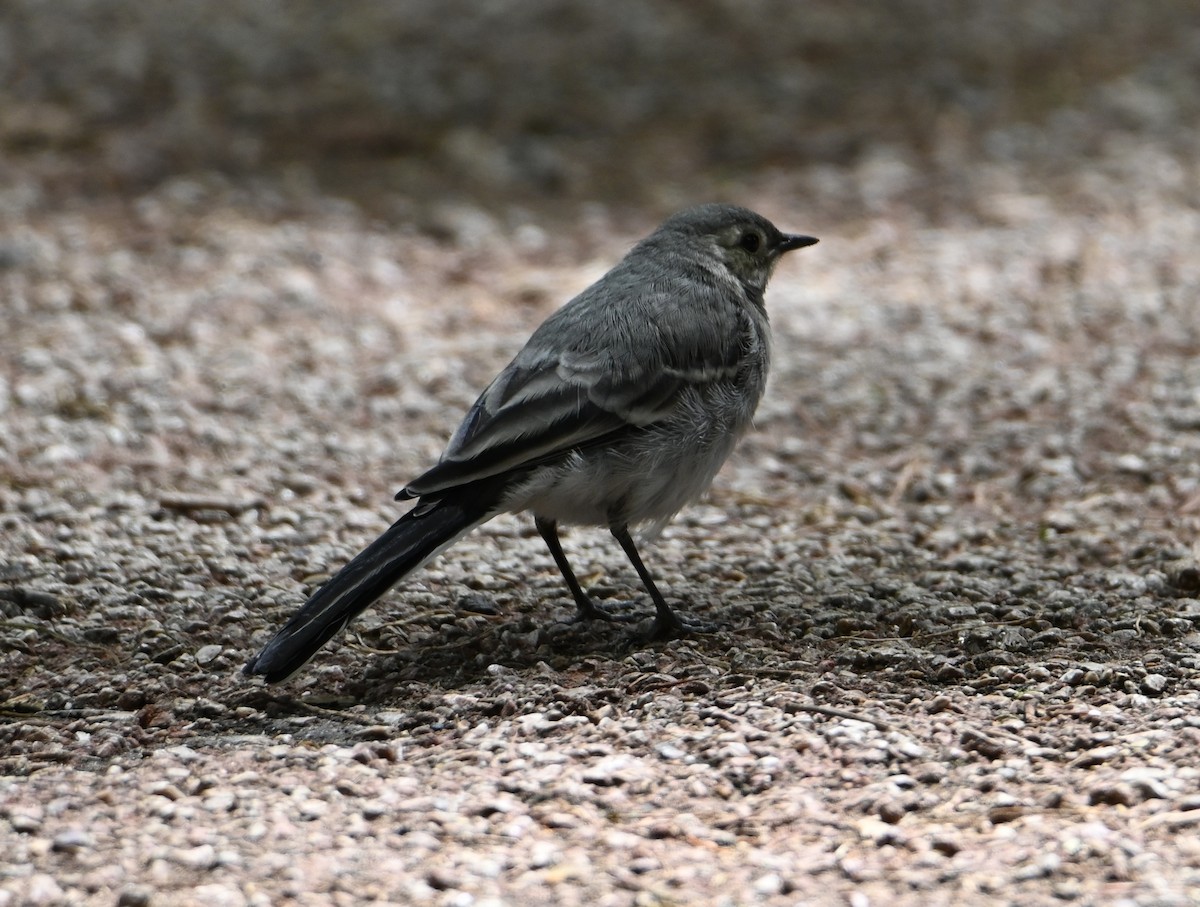 White Wagtail - Jake Shorty