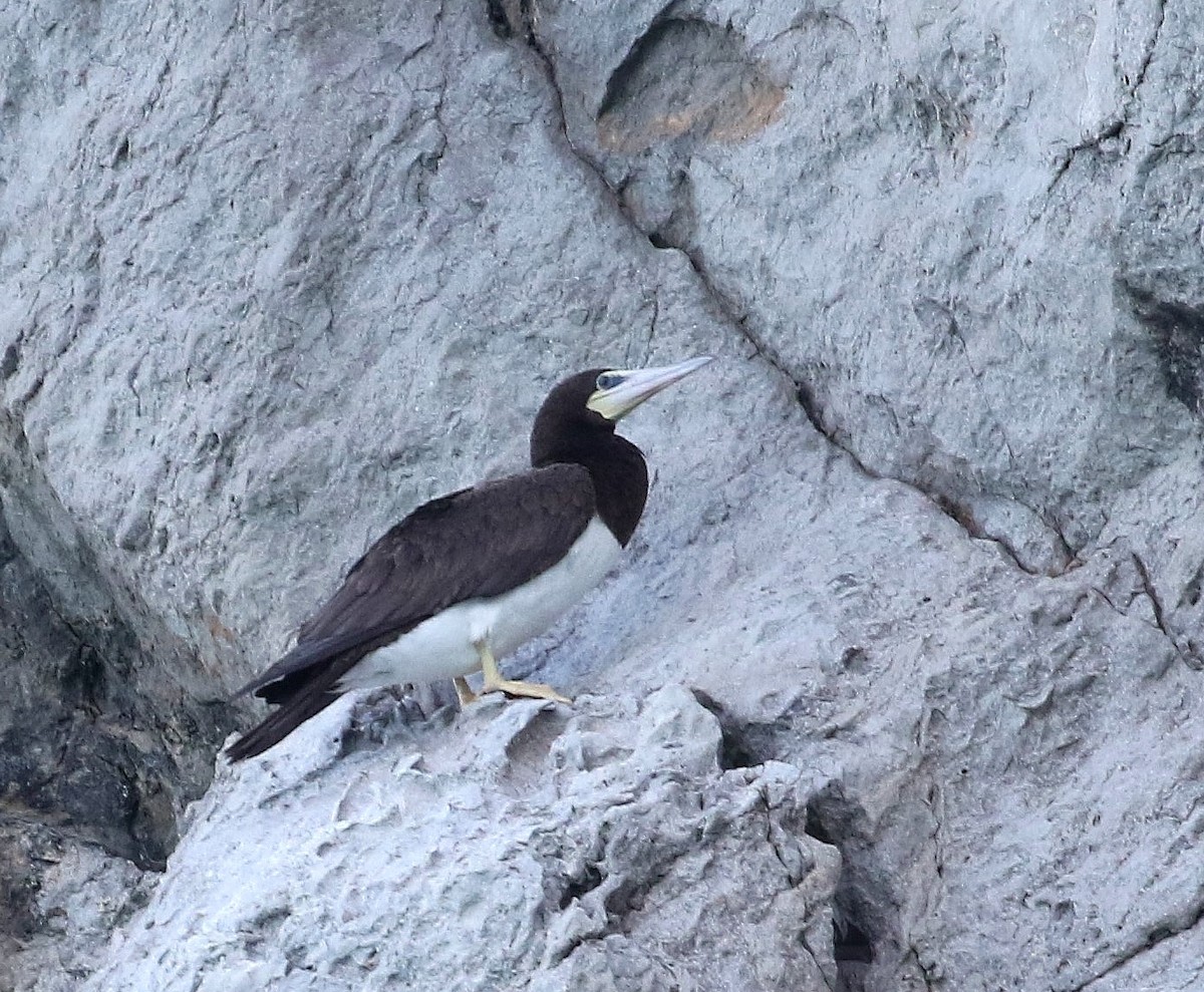 Brown Booby - Jon Hidalgo Mugica