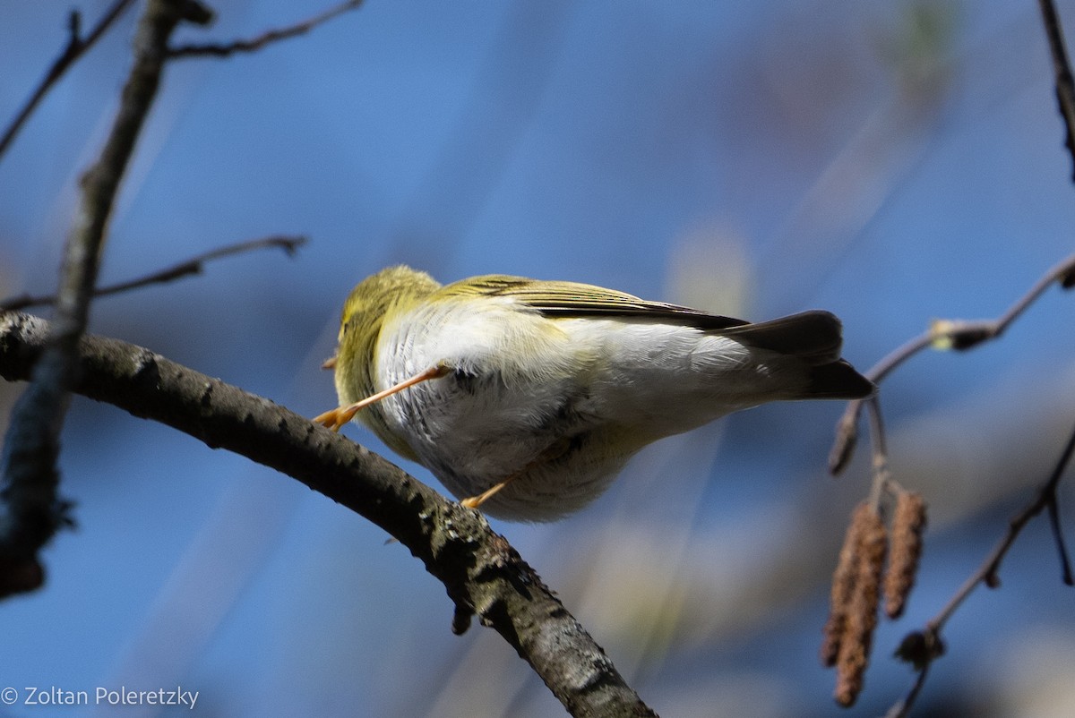 Wood Warbler - Zoltan Poleretzky