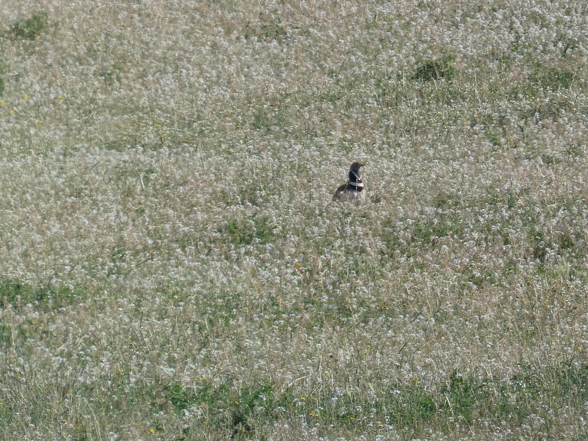 Little Bustard - Xavier Parra Cuenca