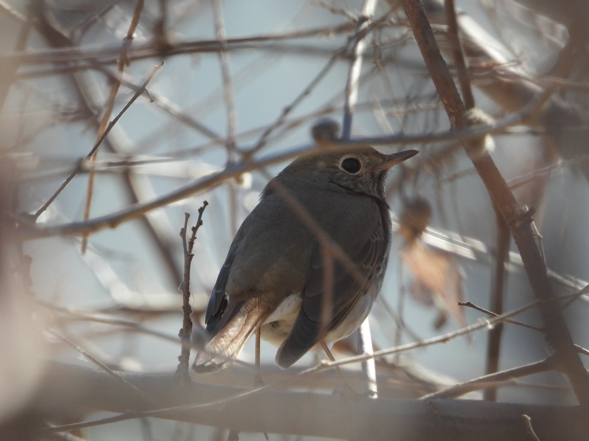 Hermit Thrush - Manuel Alejandro Rodriguez Martinez