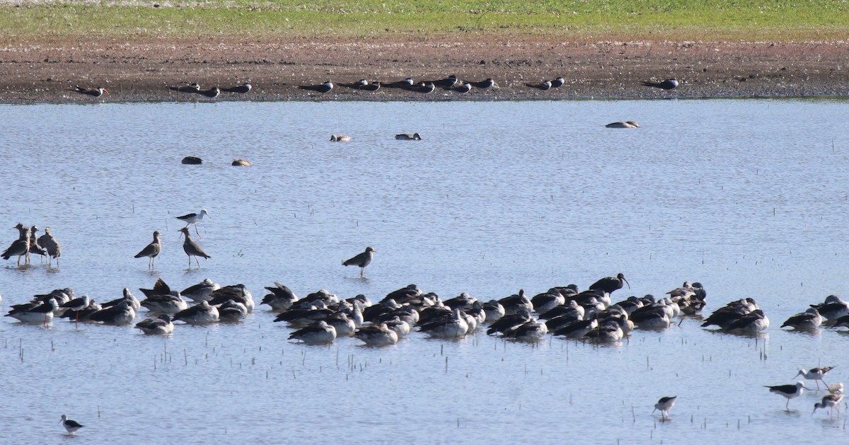 Cape Teal - Frank Willems - Birding Zambia