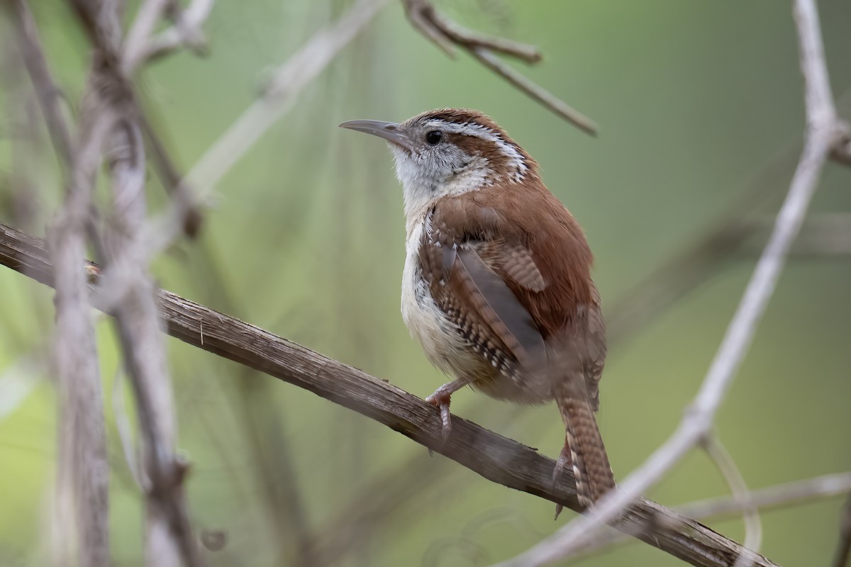 Carolina Wren - Rob  Henderson