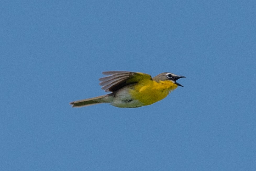 Yellow-breasted Chat - ML619285389