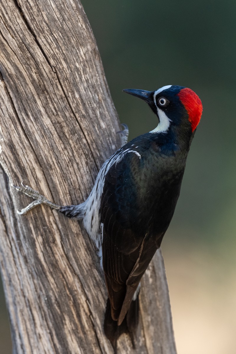 Acorn Woodpecker - ML619285390