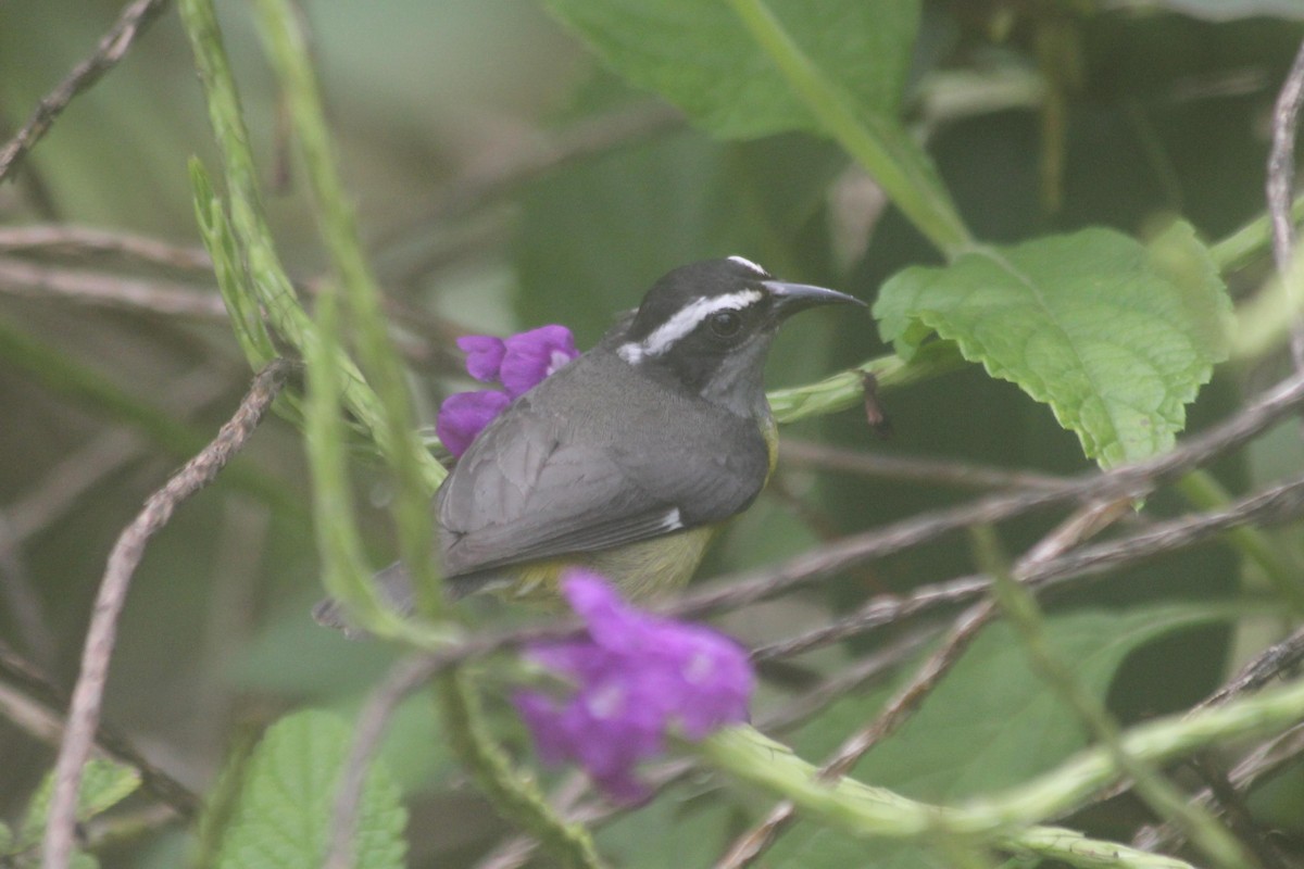 Bananaquit - dan davis