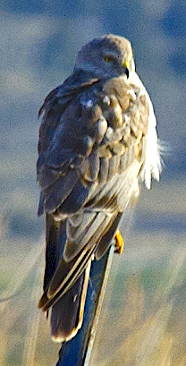 Northern Harrier - johnny powell