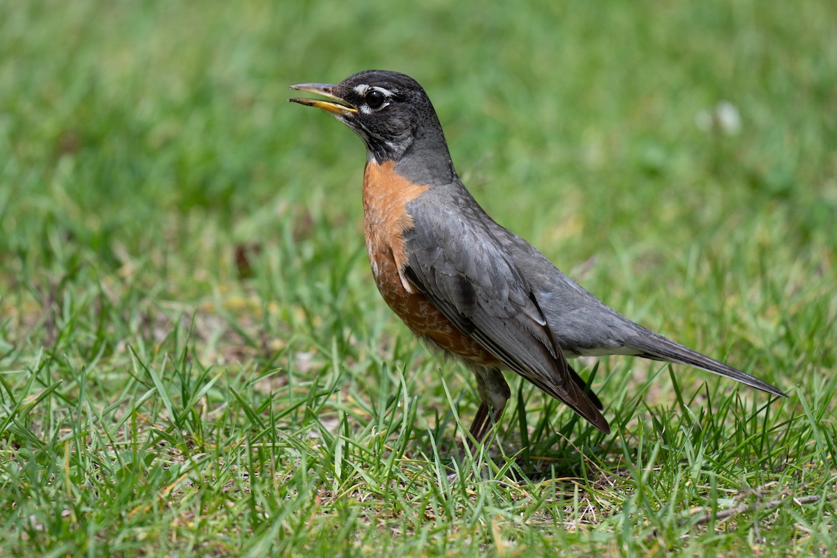 American Robin - Rob  Henderson