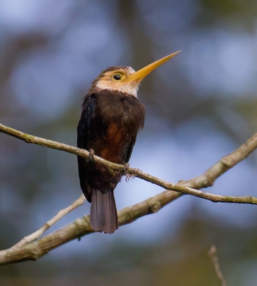 Jacamar à gorge blanche - ML619285408