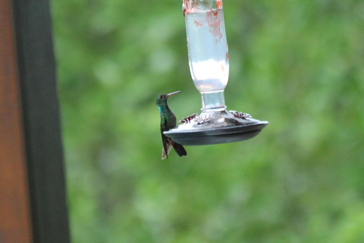 Rufous-tailed Hummingbird - dan davis