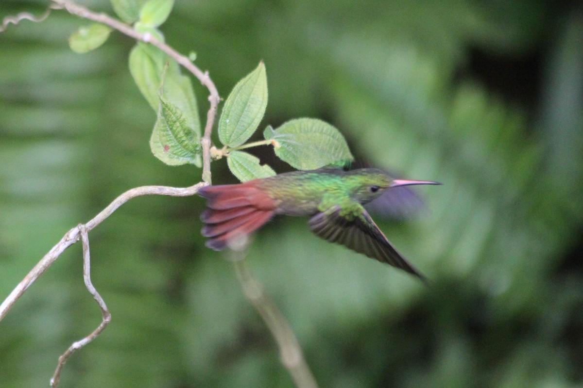 Rufous-tailed Hummingbird - dan davis