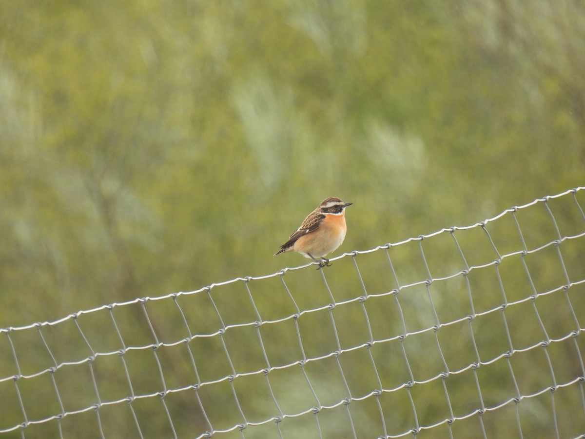 Whinchat - Álvaro De Andrés Sánchez