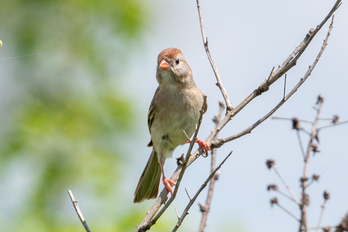 Field Sparrow - Yixiao Liu