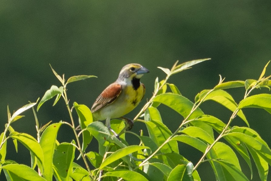 Dickcissel - ML619285435