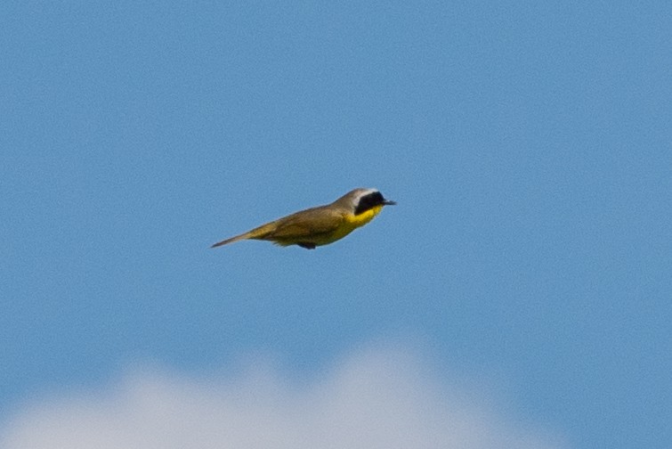 Common Yellowthroat - ML619285456