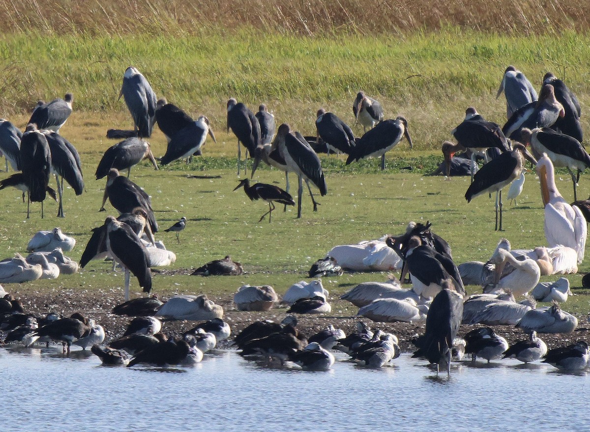 Abdim's Stork - Frank Willems - Birding Zambia