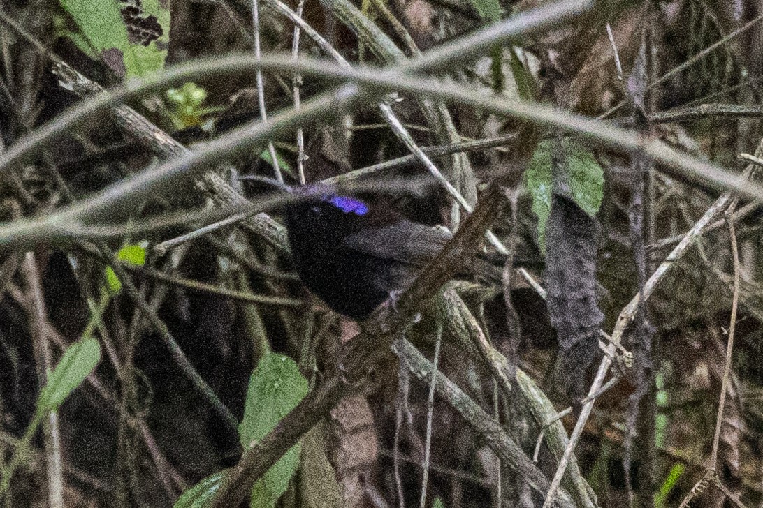 Black-throated Sunbird - Uday Agashe