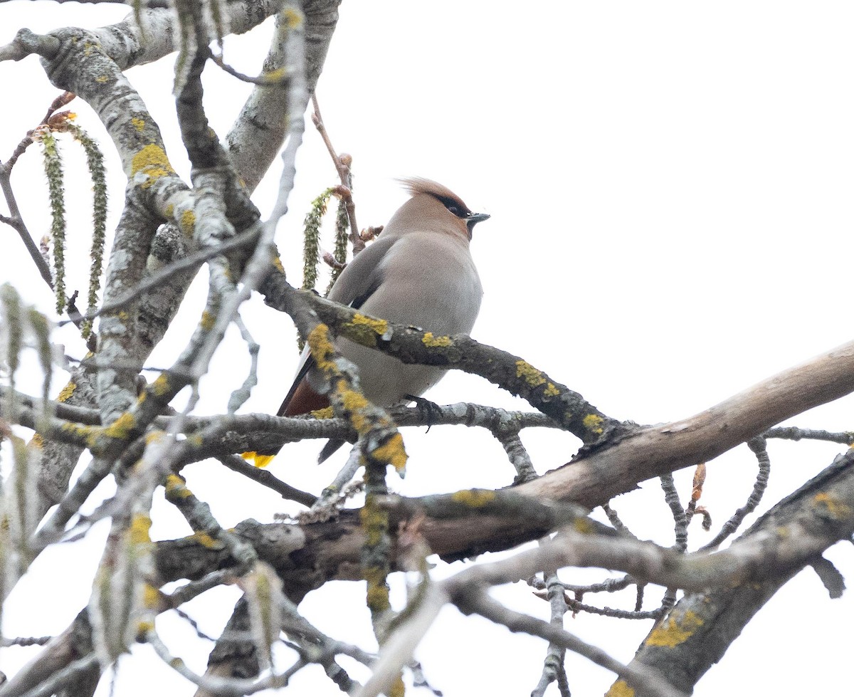 Bohemian Waxwing - Sergey Krasnoperov