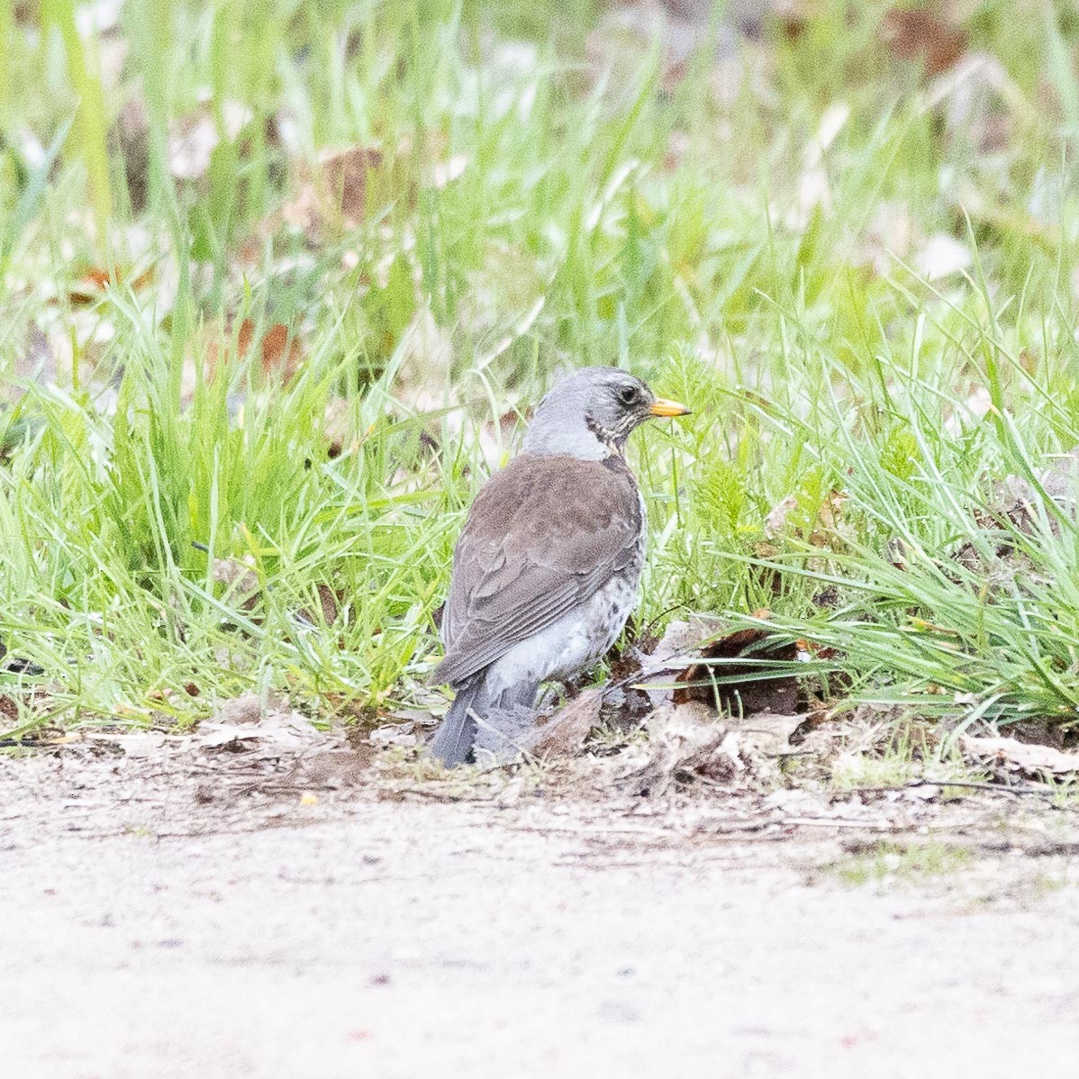 Fieldfare - Sergey Krasnoperov