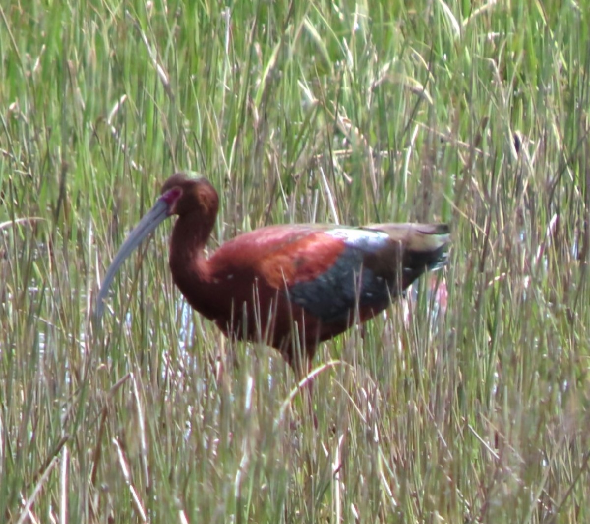 Ibis à face blanche - ML619285484