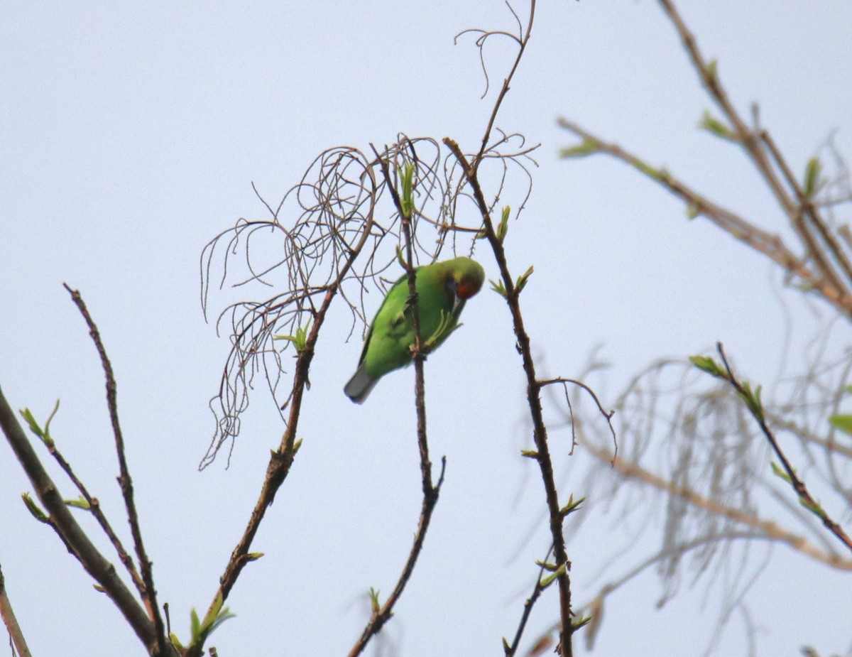 Golden-fronted Leafbird - Praveen H N