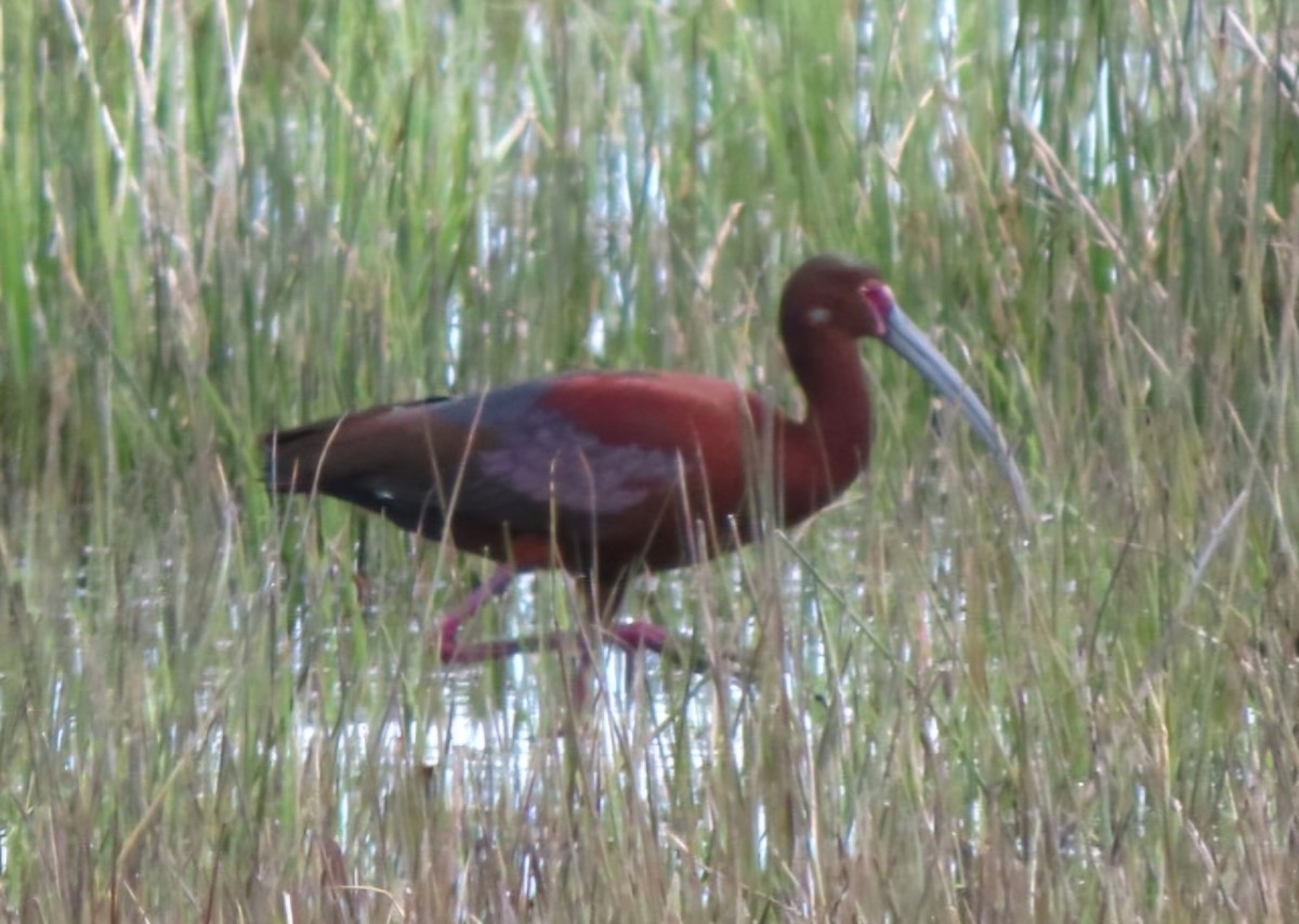 Ibis à face blanche - ML619285506