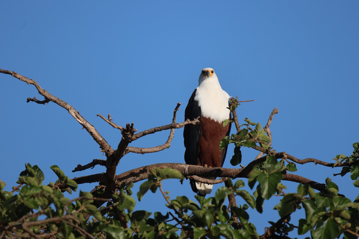 African Fish-Eagle - Frank Willems - Birding Zambia