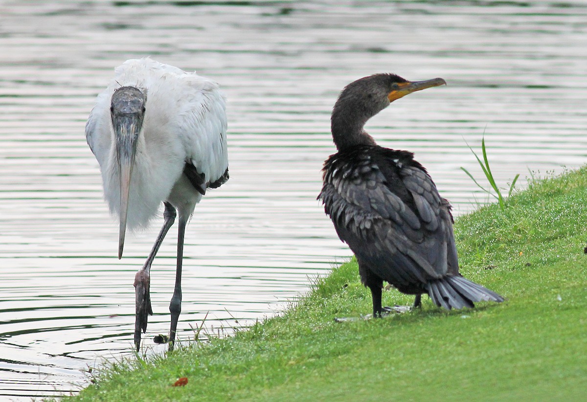 Double-crested Cormorant - Mike Litak