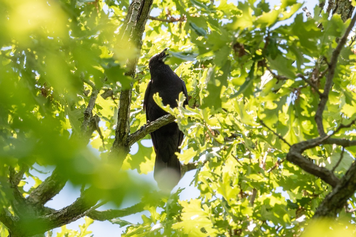 American/Fish Crow - Yixiao Liu