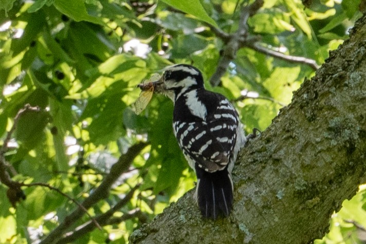 Hairy Woodpecker - ML619285529