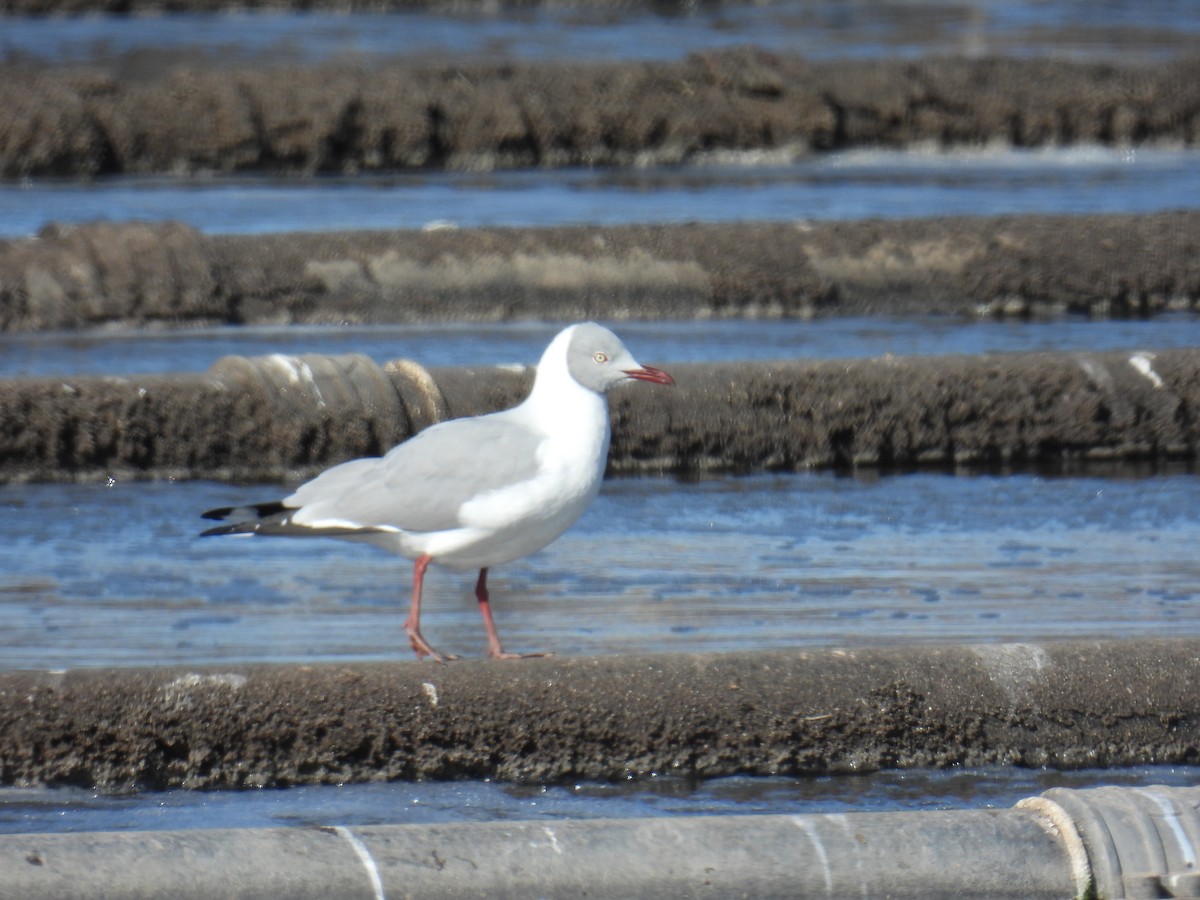 Mouette à tête grise - ML619285541