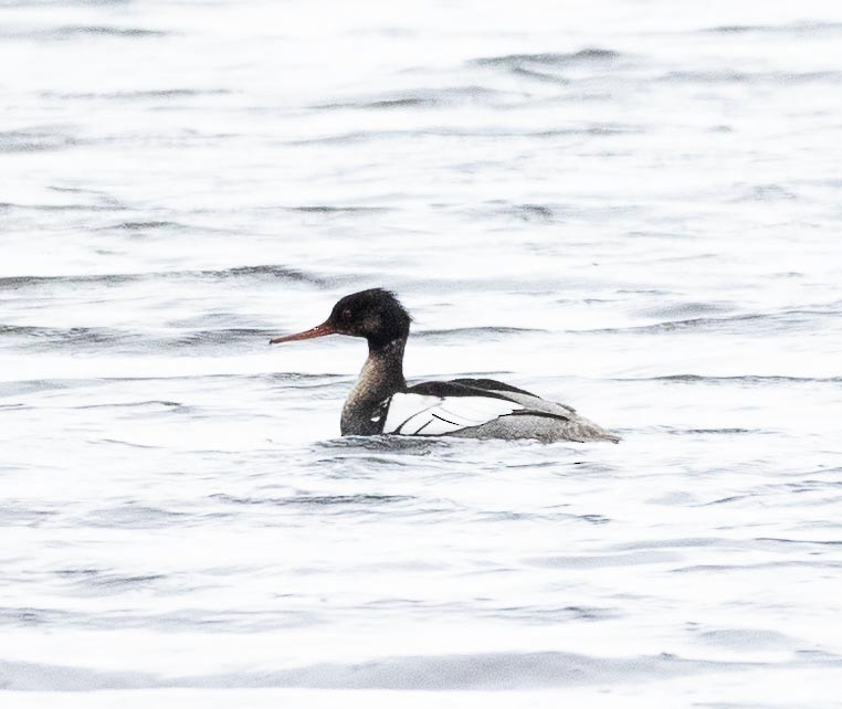 Red-breasted Merganser - Sergey Krasnoperov