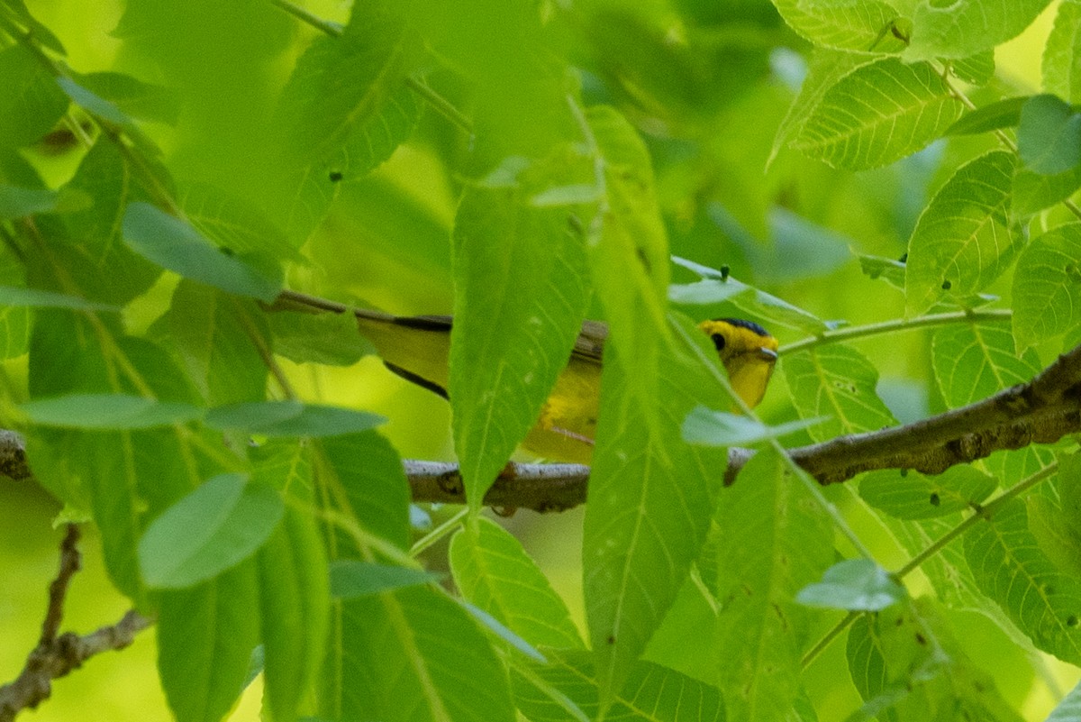 Wilson's Warbler - ML619285548