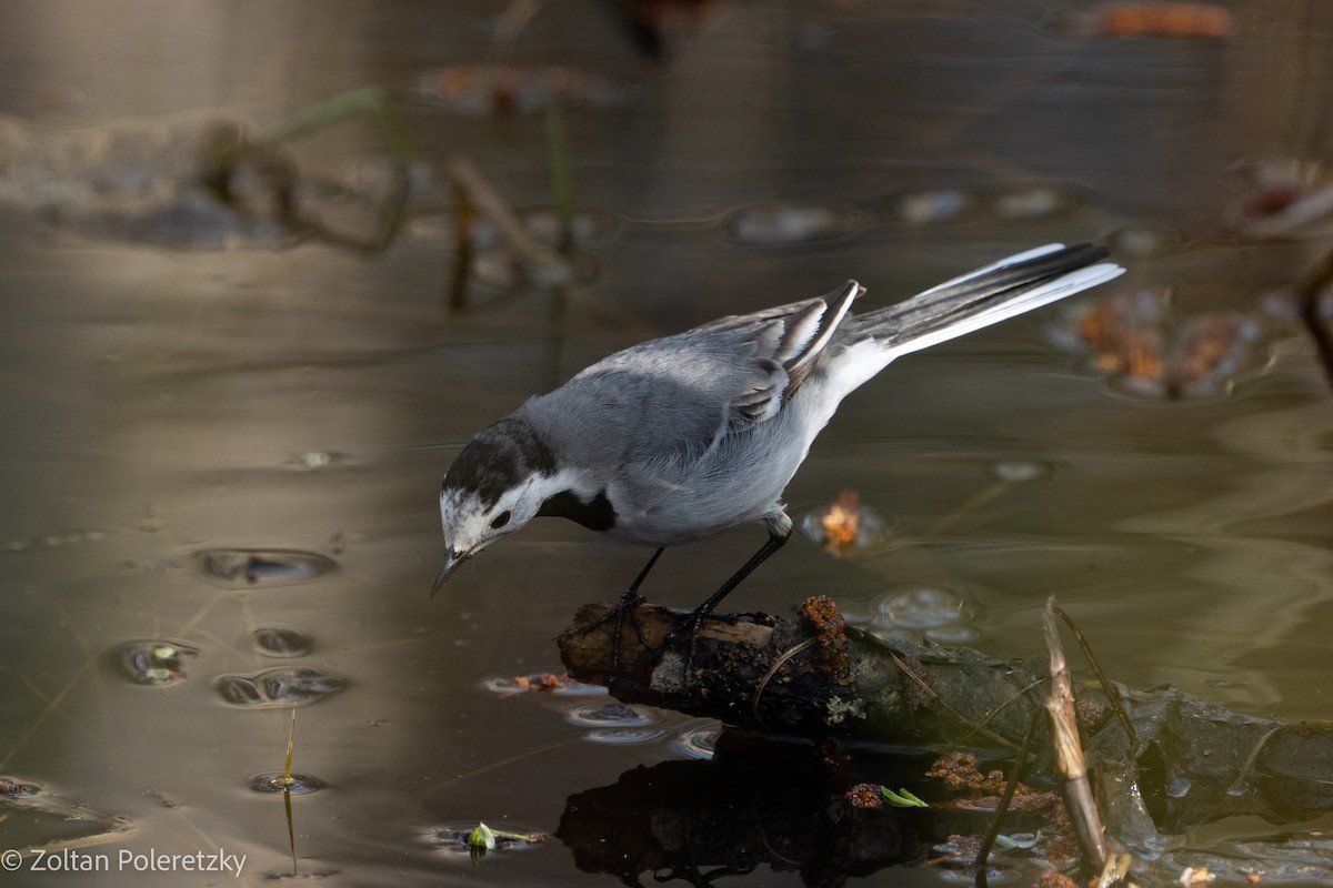 White Wagtail (White-faced) - Zoltan Poleretzky