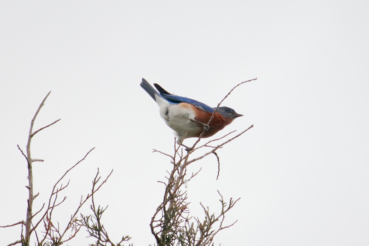 Eastern Bluebird - Taylor DiTarando