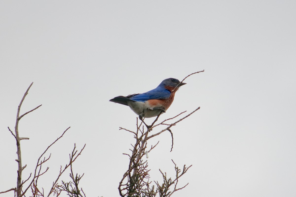 Eastern Bluebird - Taylor DiTarando