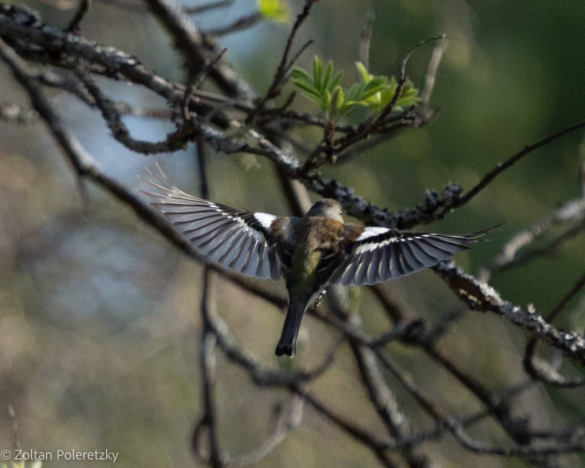 Common Chaffinch - ML619285577