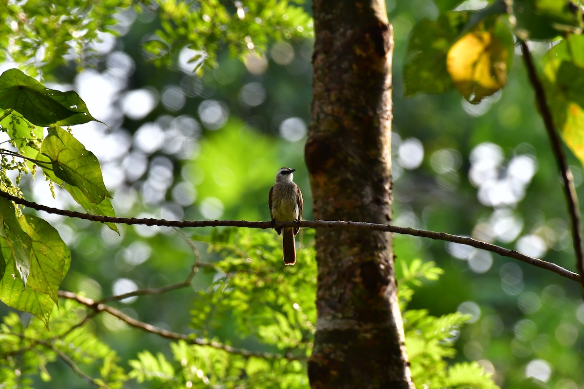 Yellow-vented Bulbul - Haritharan Suppaiah