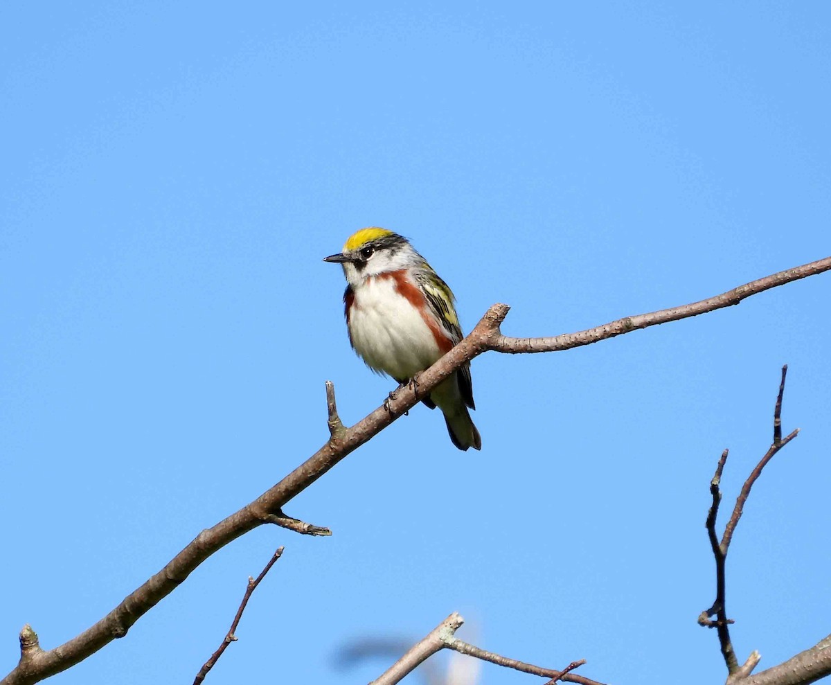 Chestnut-sided Warbler - Marc Belliard