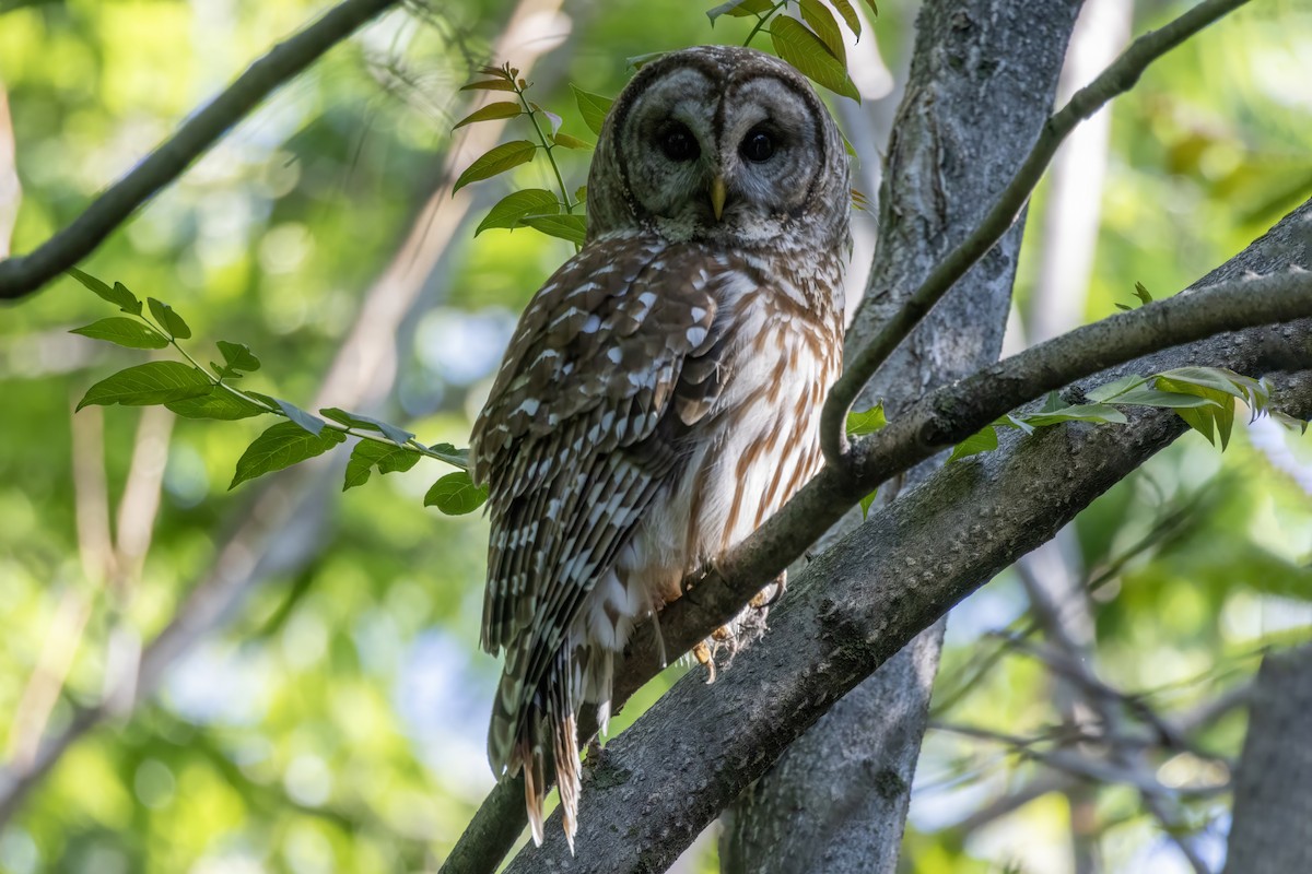 Barred Owl - ML619285615