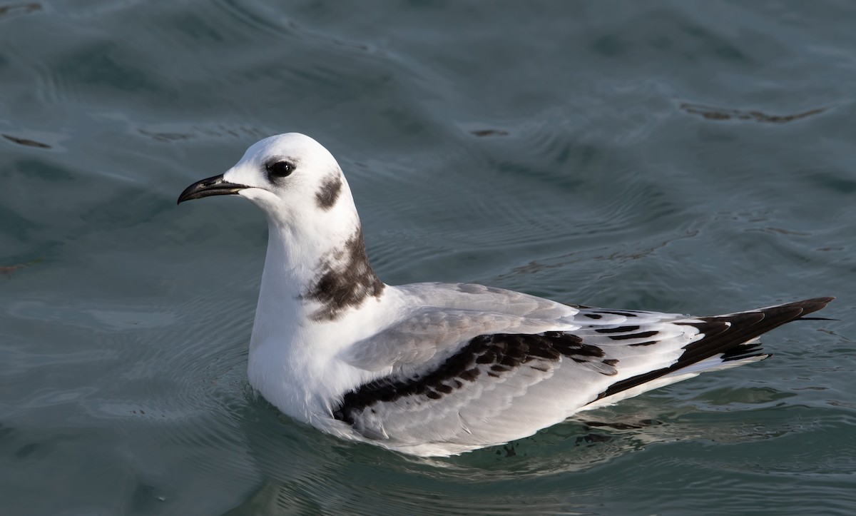 Mouette tridactyle - ML619285623