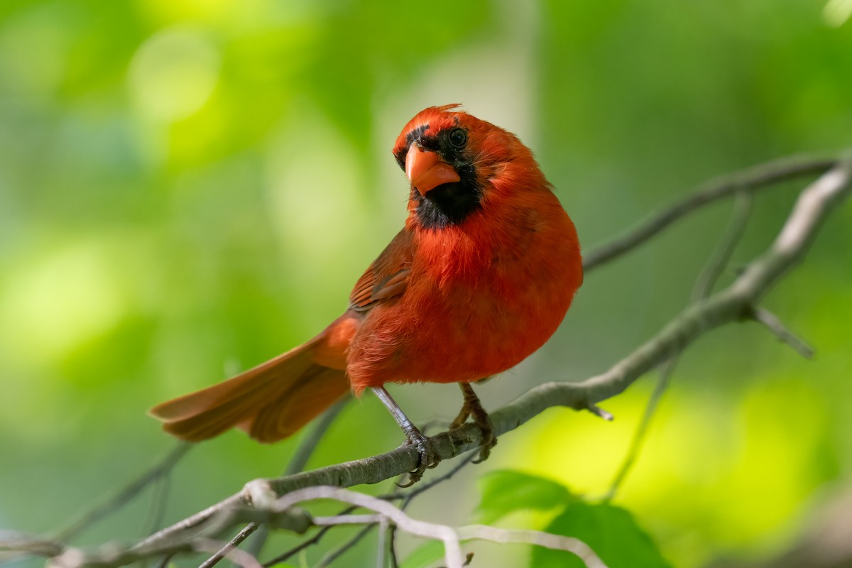 Northern Cardinal - ML619285625