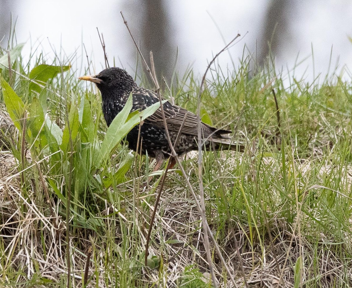 European Starling - Sergey Krasnoperov