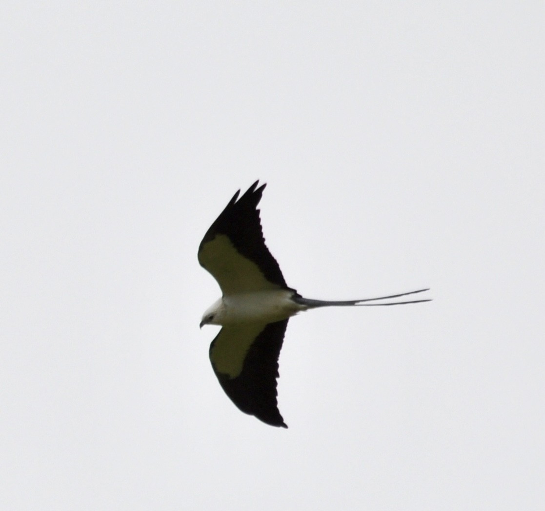 Swallow-tailed Kite - ML619285634