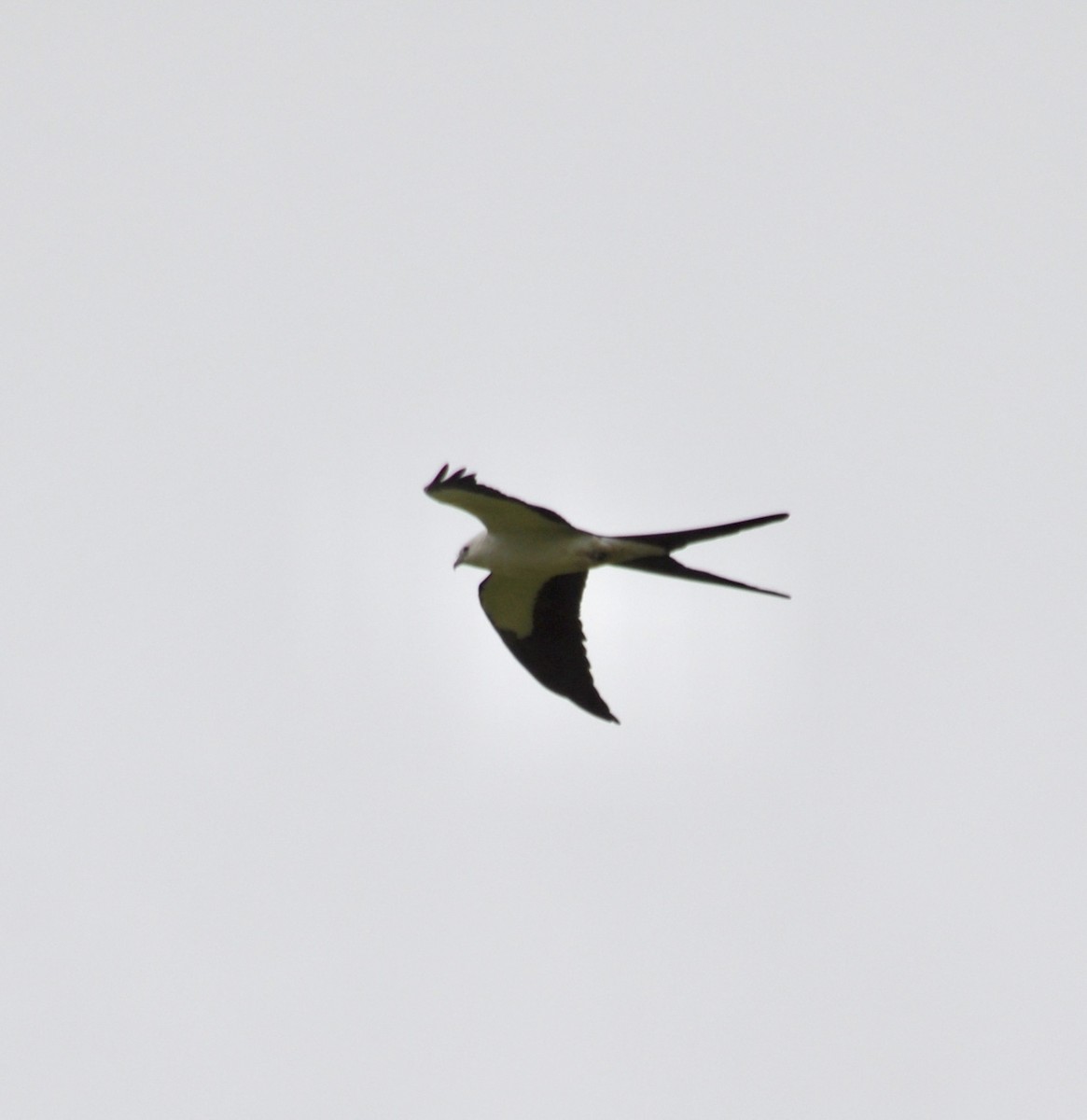 Swallow-tailed Kite - ML619285635