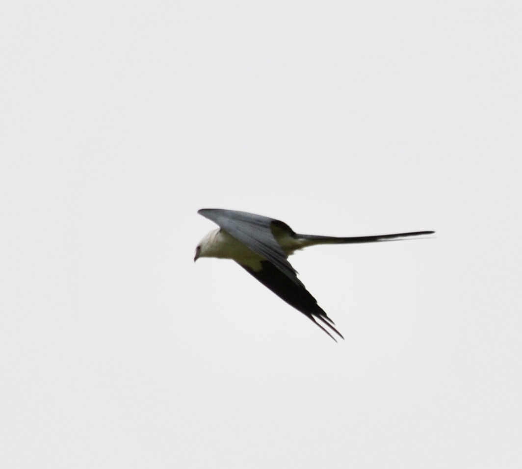 Swallow-tailed Kite - ML619285636