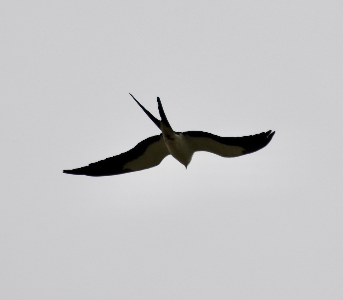 Swallow-tailed Kite - ML619285637